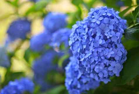 Hydrangea - cultivation and leaving