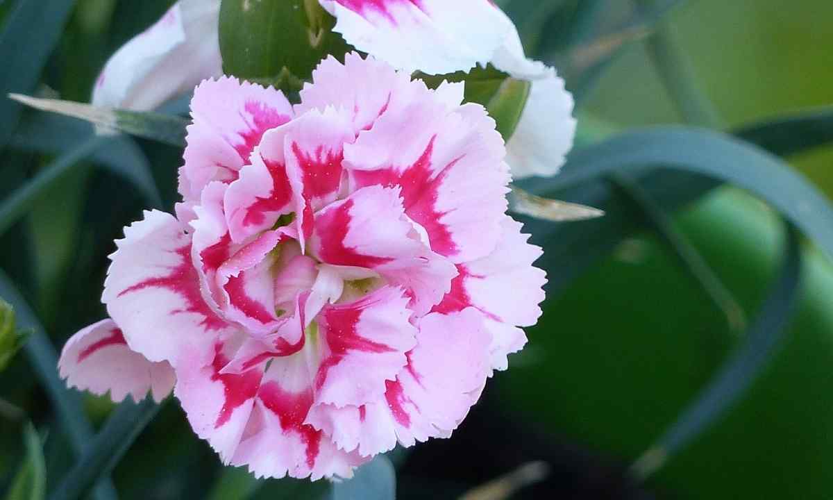 The most widespread species of carnation