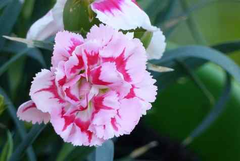 The most widespread species of carnation