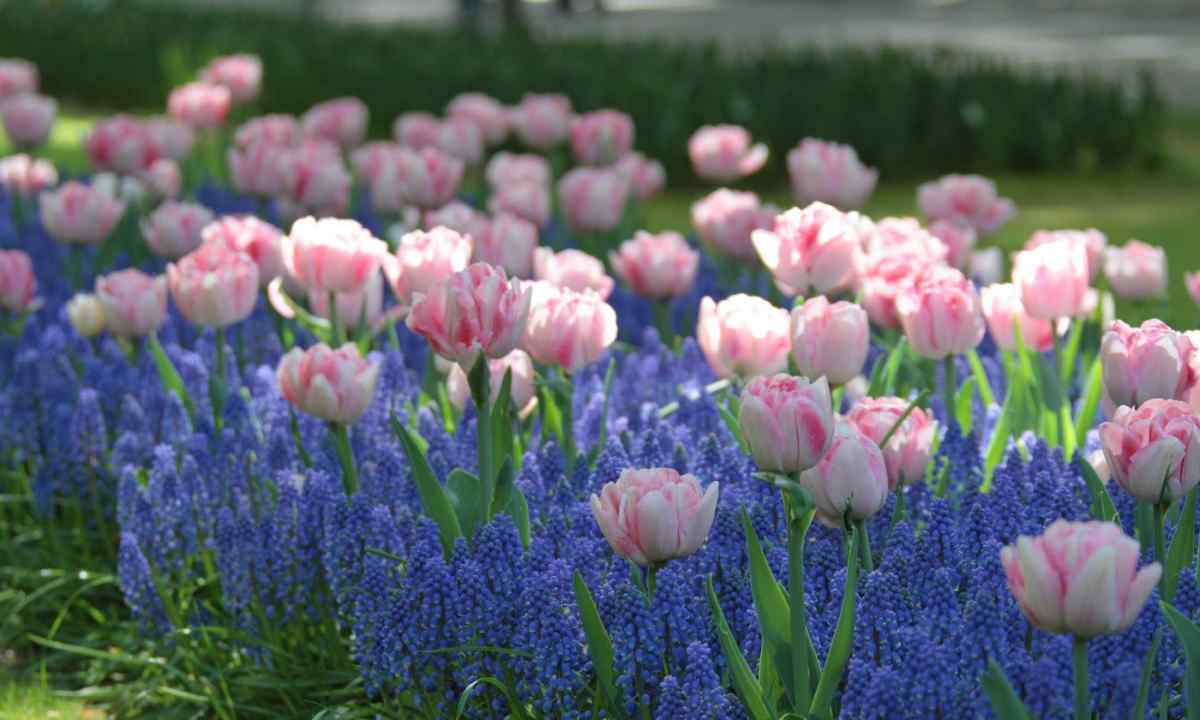 Bulbous miracles: the bright ideas for spring flower beds