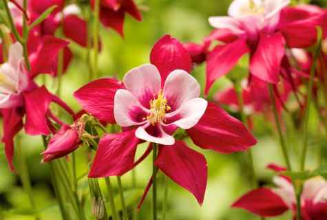 How to plant beautifully flowers