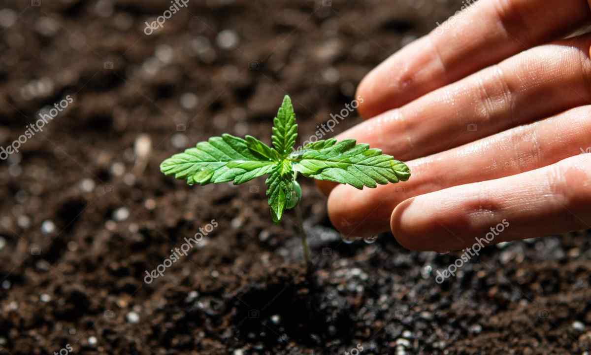 Secrets of cultivation of gelenium in the open ground
