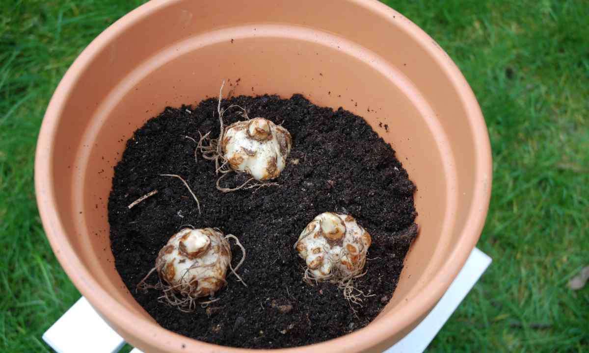 How to plant lily bulbs