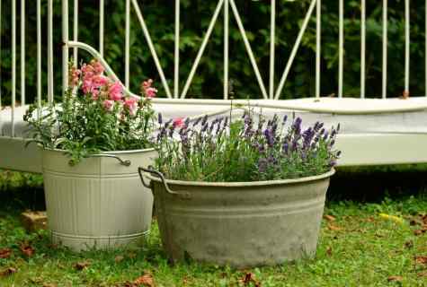 Decorative and deciduous plants in container gardening