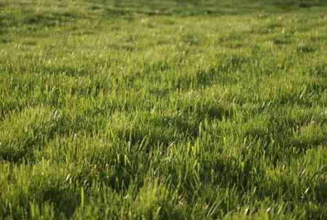 Features of care for lawn from meadow grass meadow