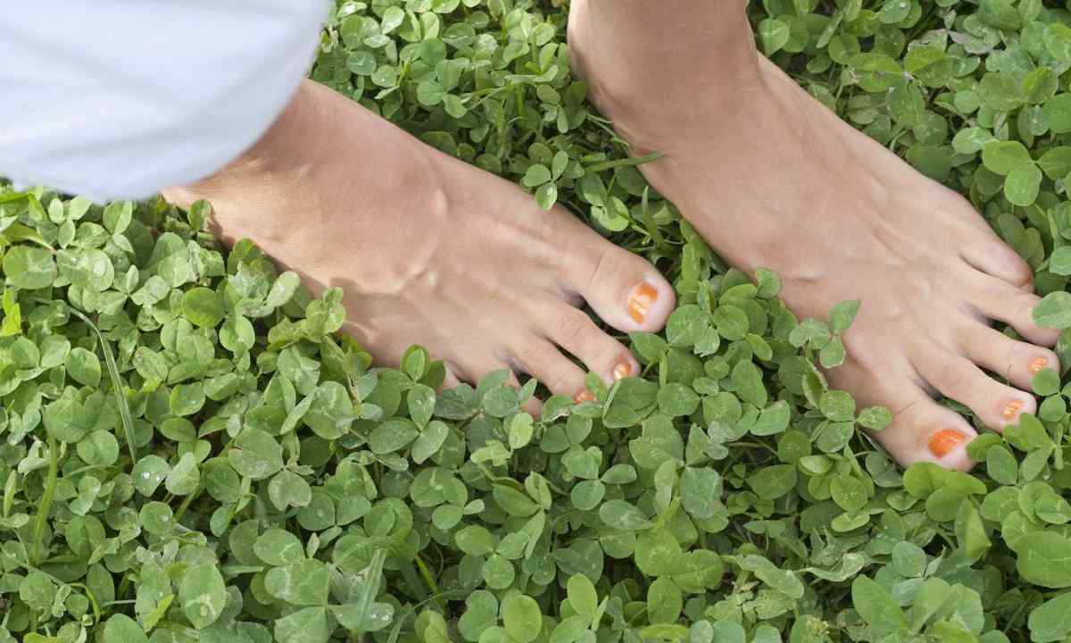 How to use clover as lawn