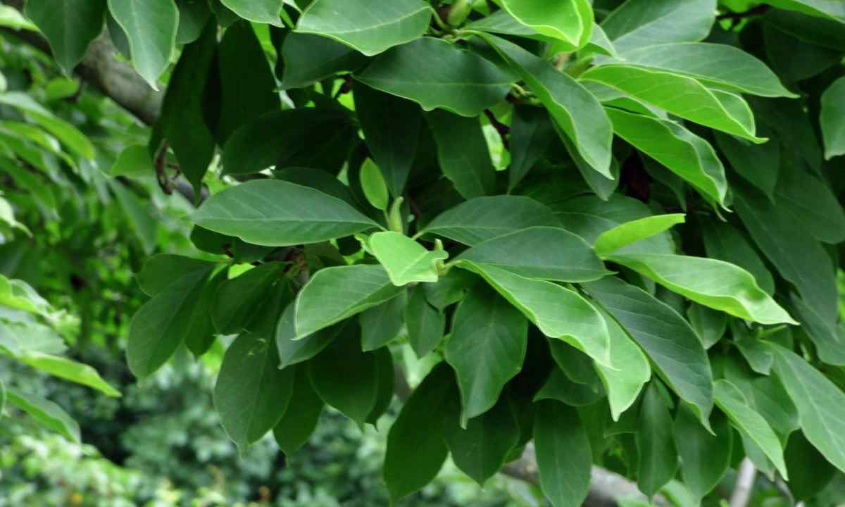 Tree magnolia: features of landing and leaving