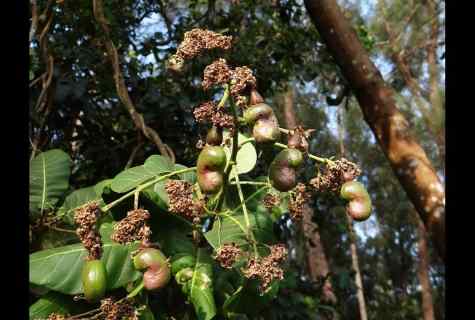 Cultivation of Manchurian nut: landing and leaving