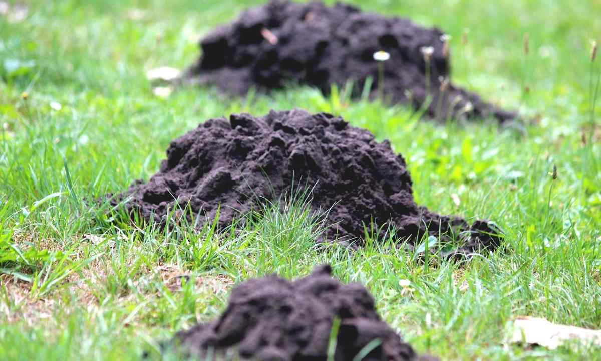 How to protect lawn from moles