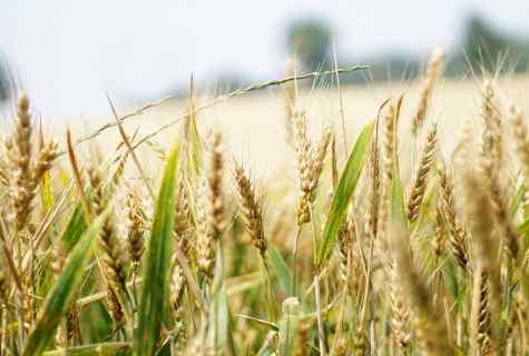 Cereals for rural garden: we choose on growth