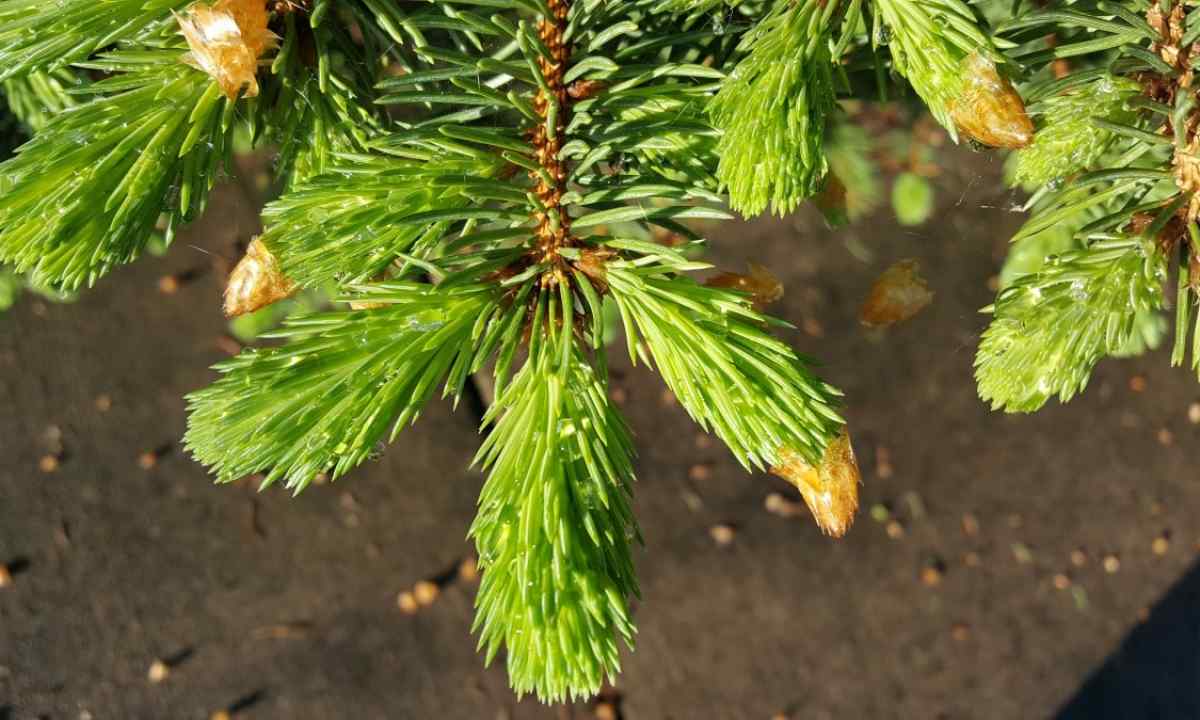 How to plant fir-tree