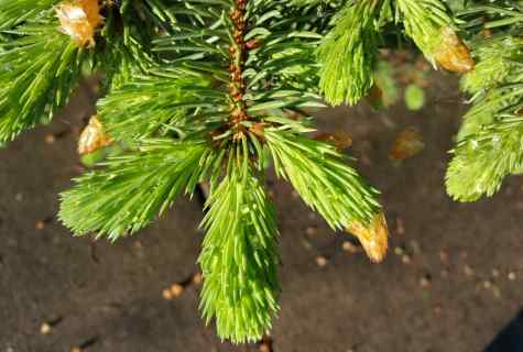 How to plant fir-tree