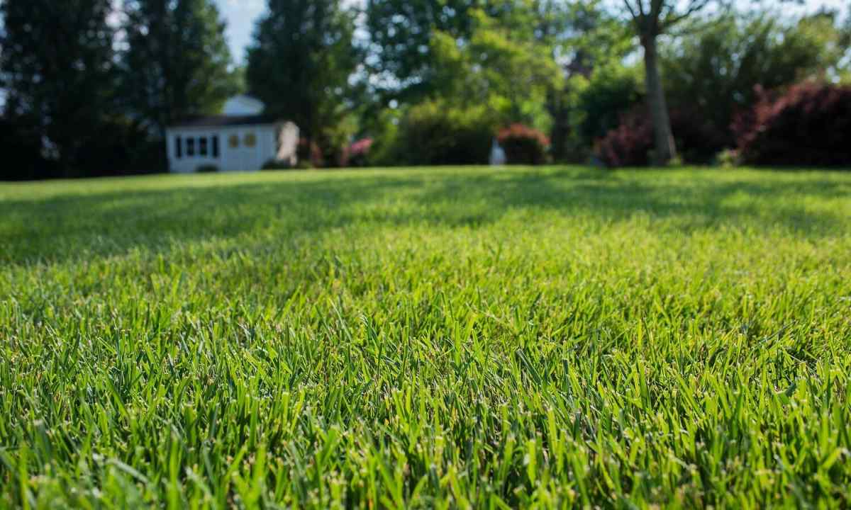 How to sow lawn