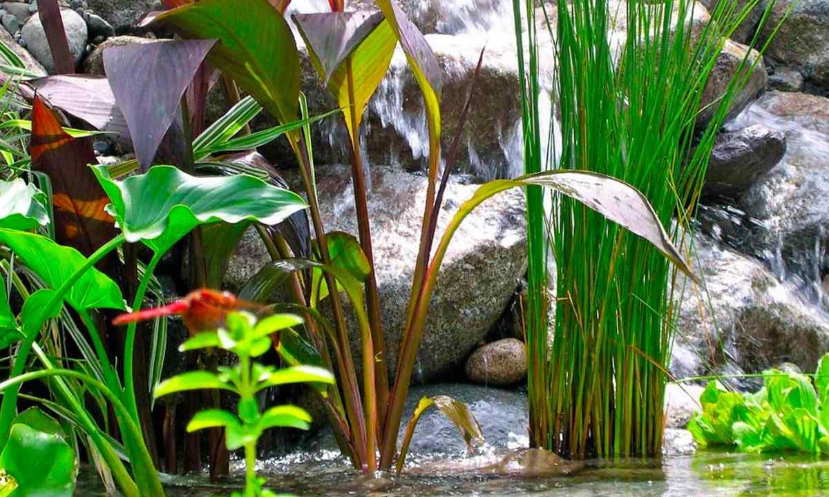 What plants to choose for decorative pond