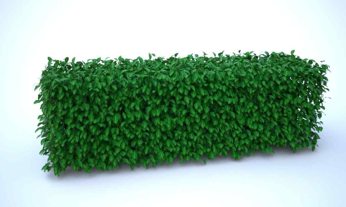 What is represented by green hedge