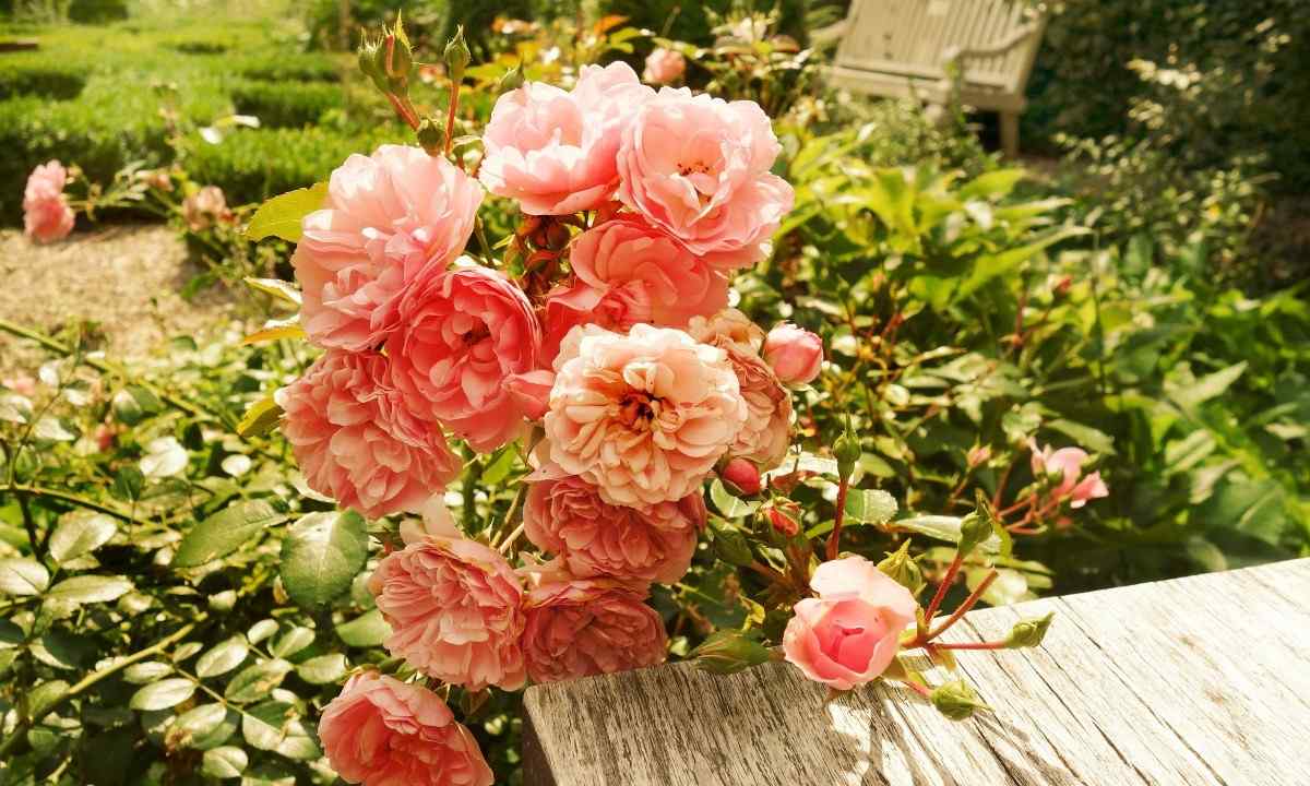 Choice of planting stock and place of landing of roses