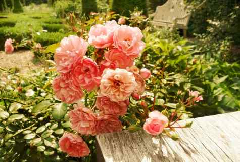 Choice of planting stock and place of landing of roses
