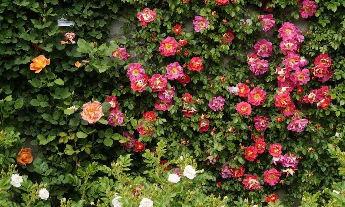 Plants partners for garden roses
