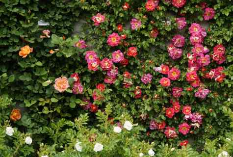 Plants partners for garden roses