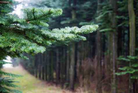 How to keep longer fir-tree