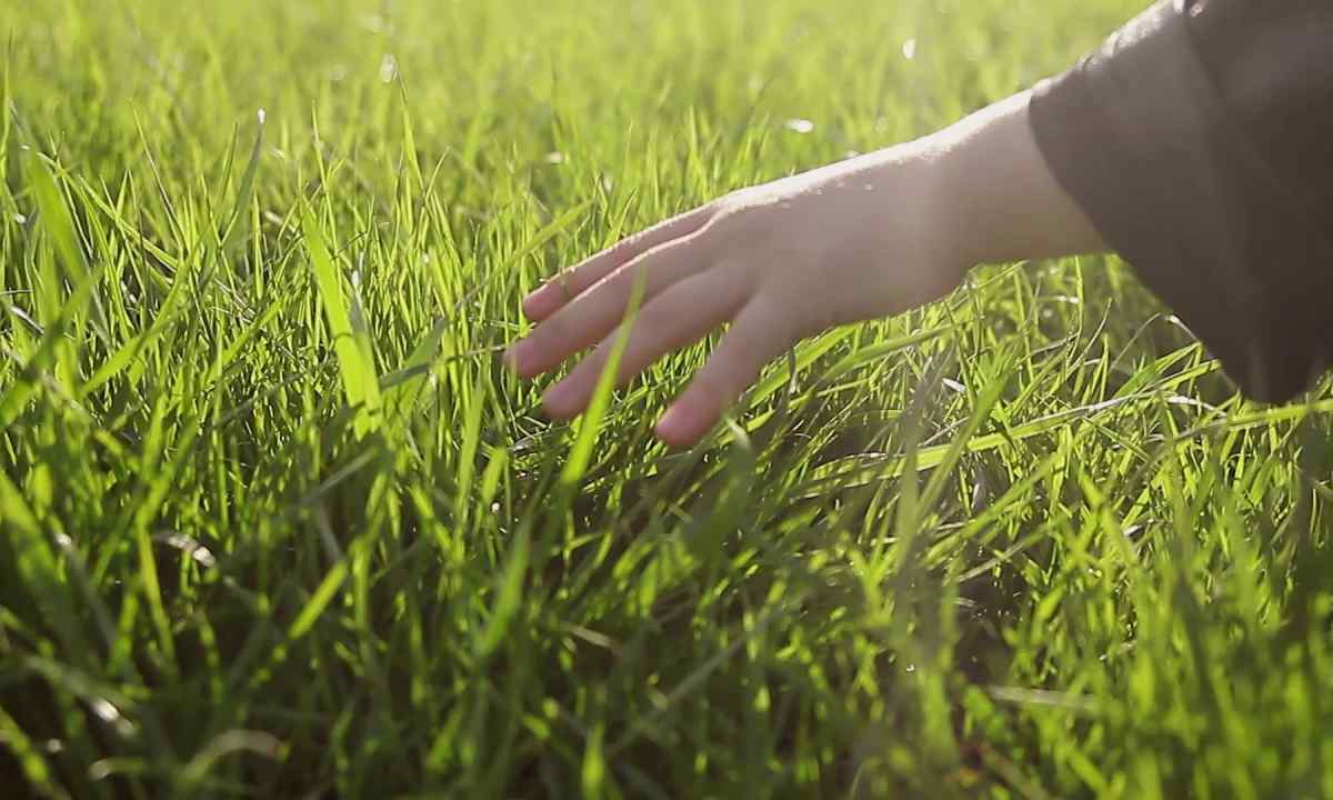 How to grow up lawn the hands