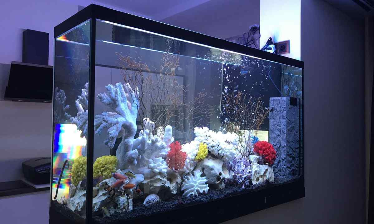 Aquariums: types and features