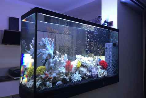 Aquariums: types and features