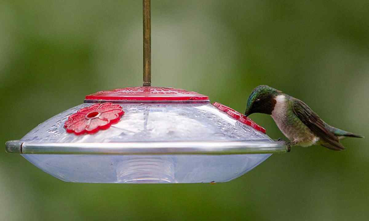 How to make simple birds feeder