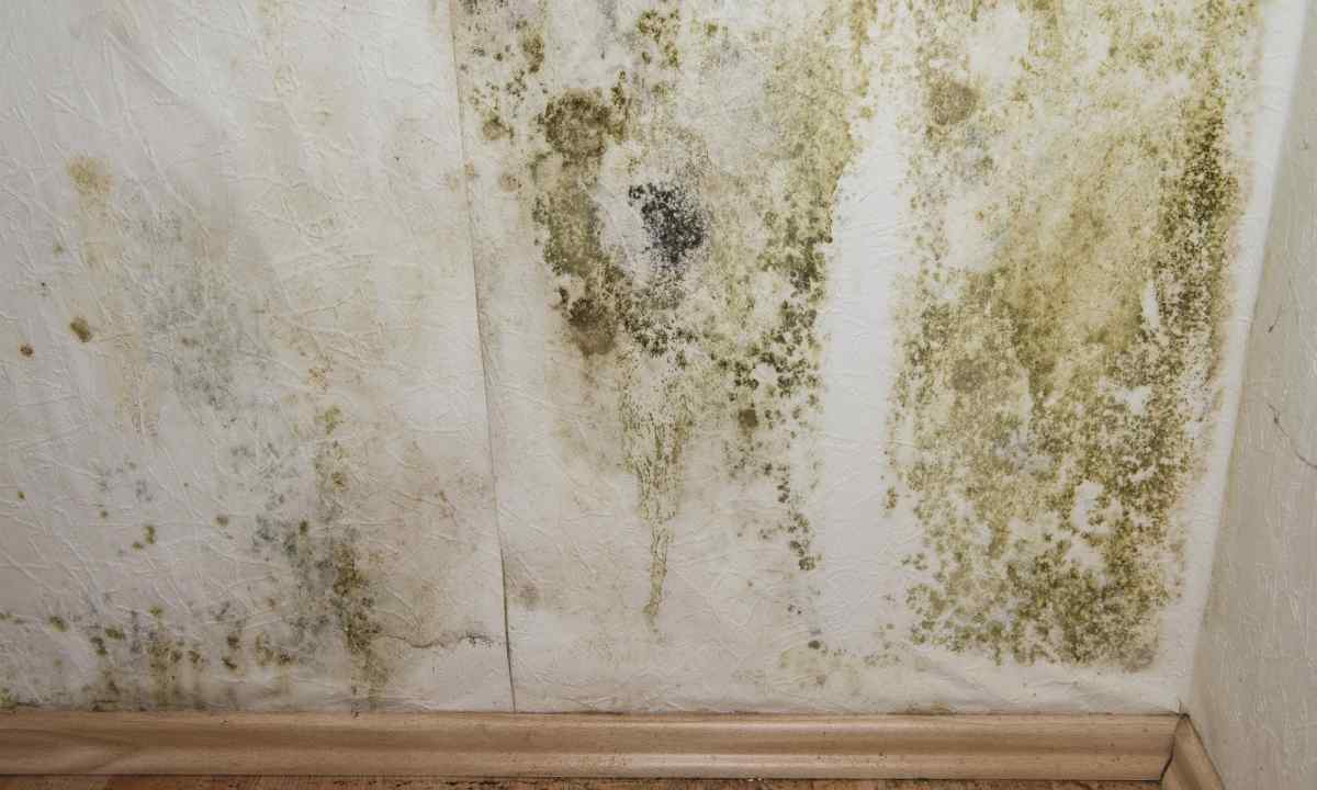 How to get rid of fungus on walls