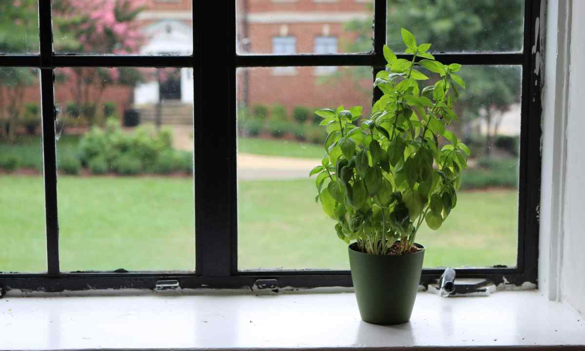 How to plant window plant