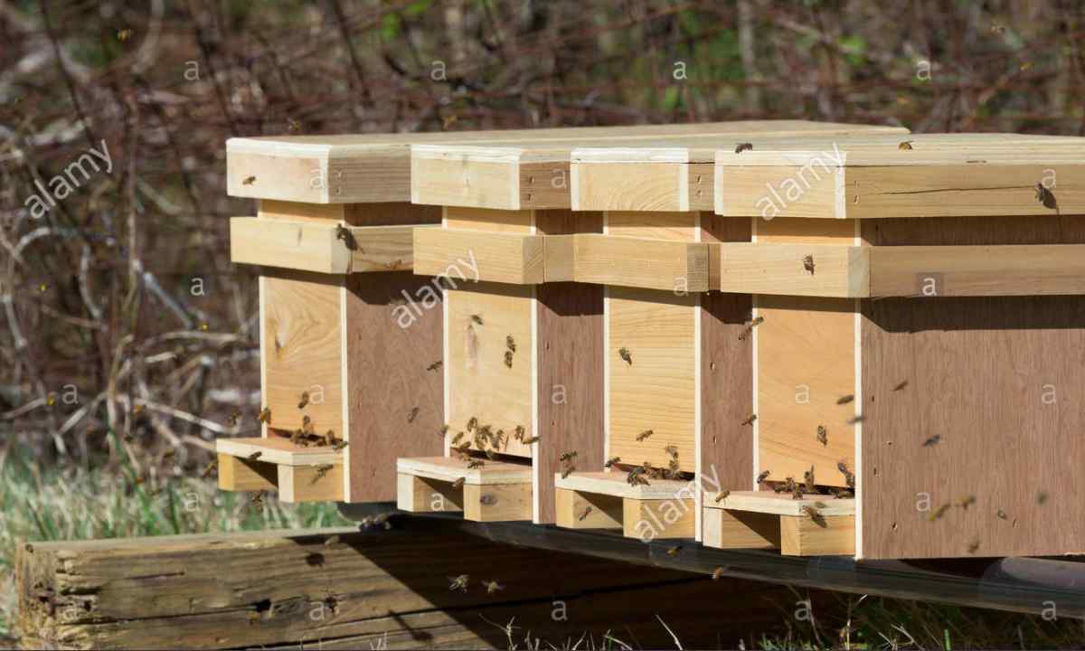How to make apiary