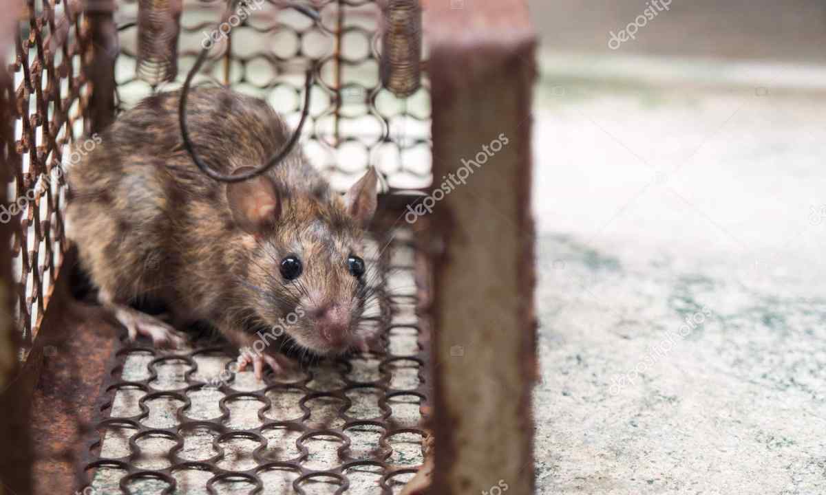 How to get rid of mice at the dacha