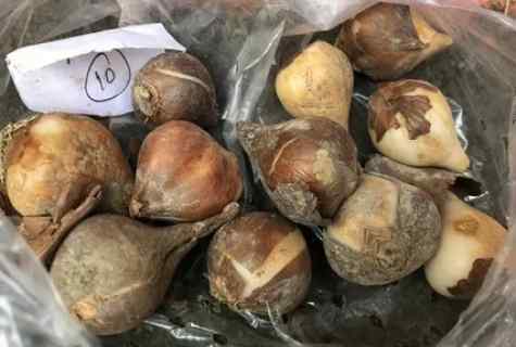 How to store tulip bulbs