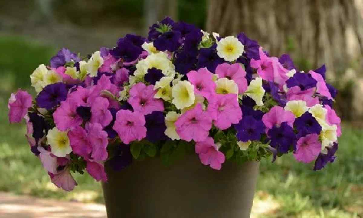 How to grow up petunia: councils of the flower grower