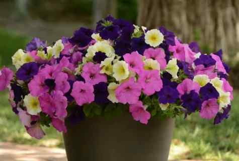 How to grow up petunia: councils of the flower grower