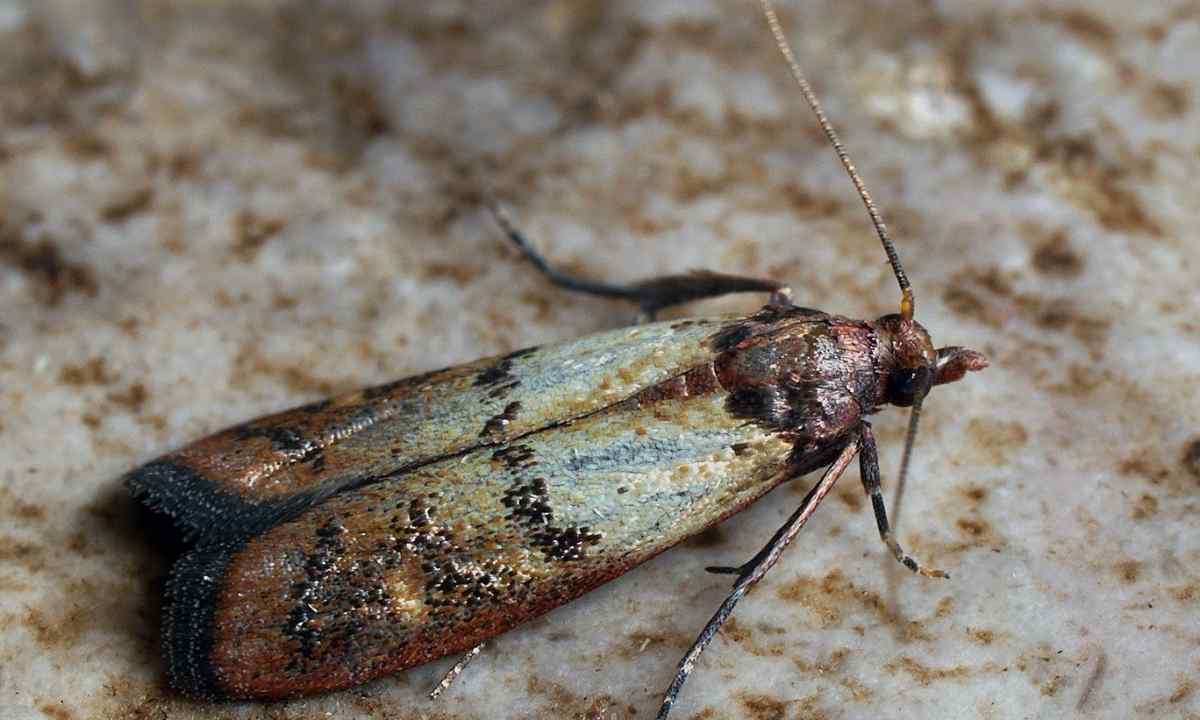 How to get rid of moth in grain