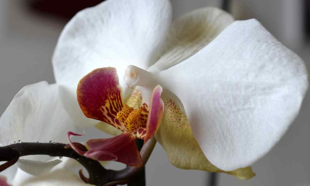 How to replace orchid if it blossoms
