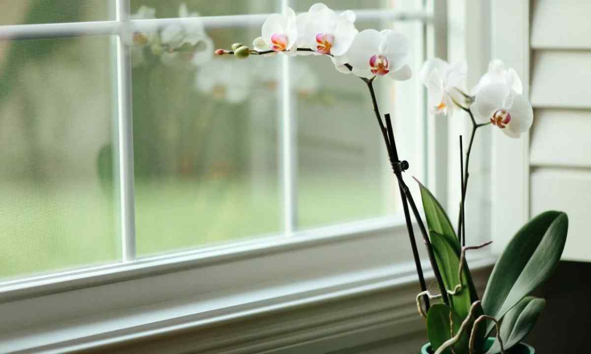 How to replace orchid