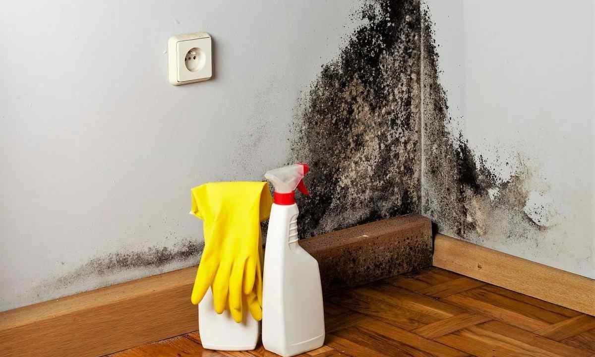 Mold: how to get rid forever