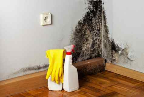 Mold: how to get rid forever