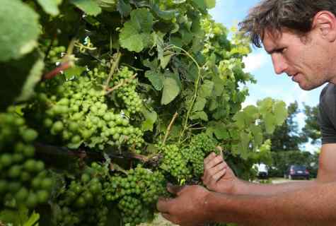 How to grow up grapes