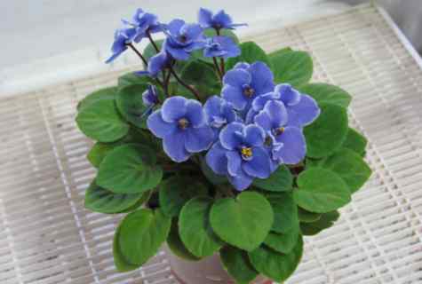 How to look after violets