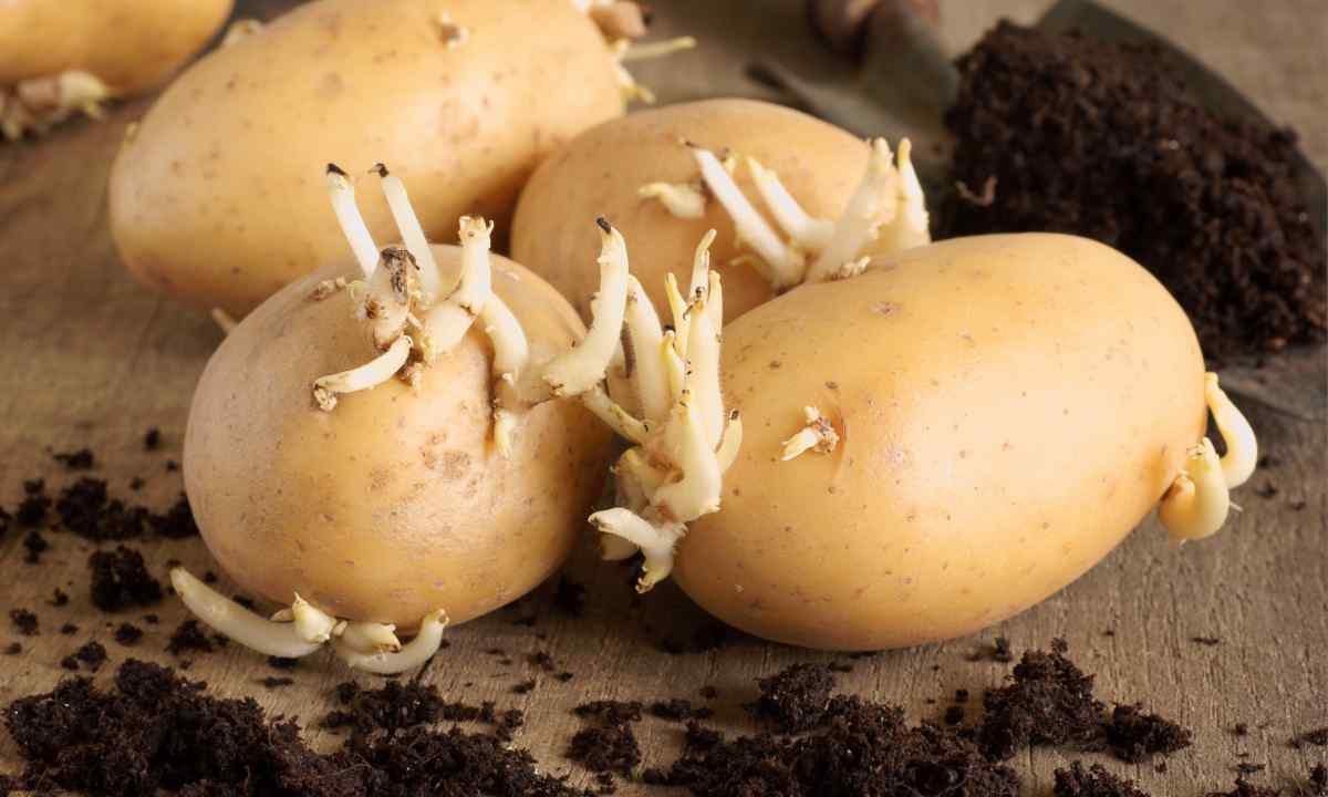 How to plant potatoes seeds