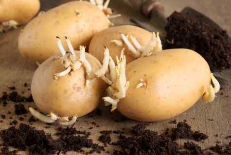 How to plant potatoes seeds