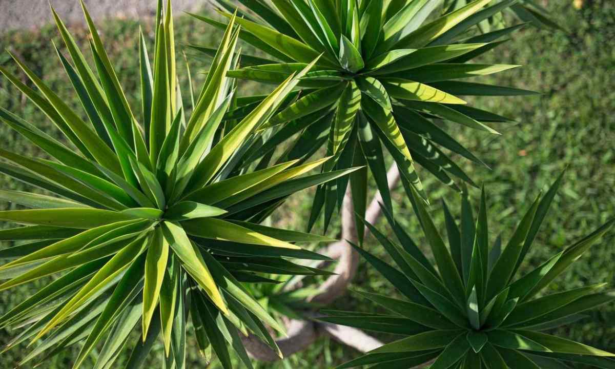 How to plant yucca