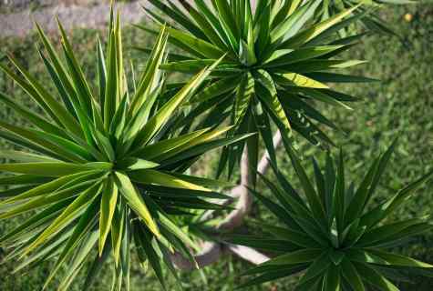 How to plant yucca