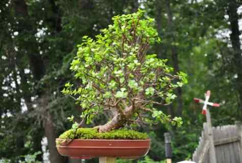 How to grow up tree bonsai