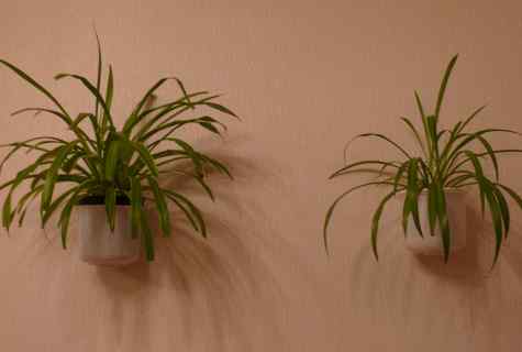 How to replace chlorophytum