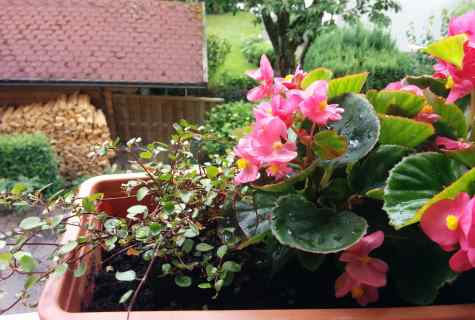 How to take care for garden begonia