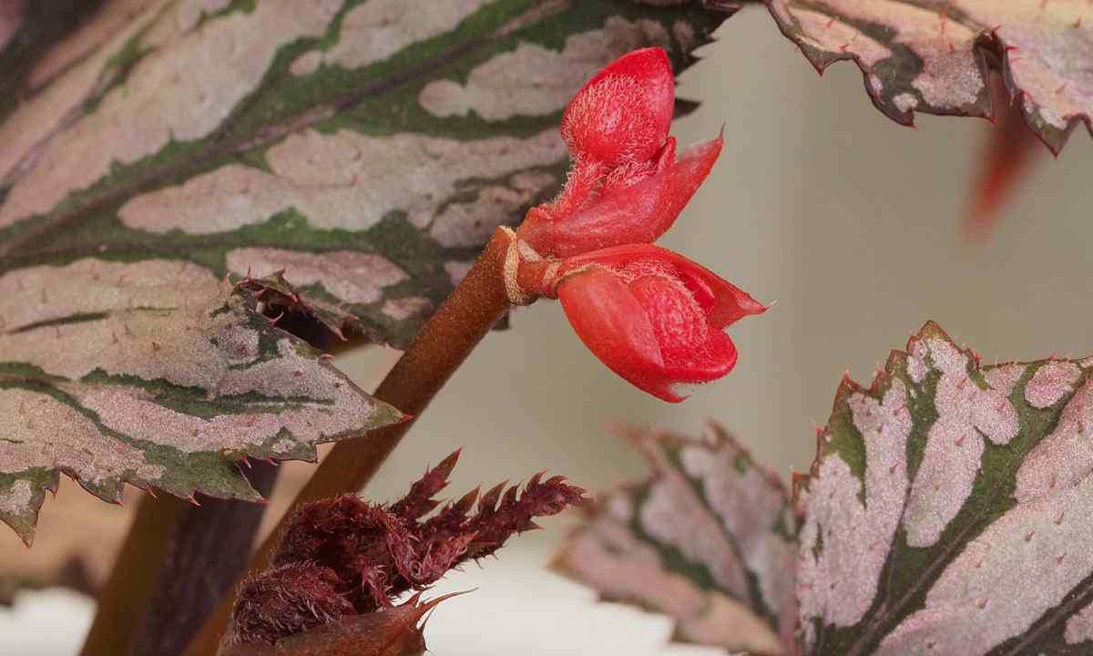 How to take care for begonia in house conditions